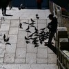 鳩と老人