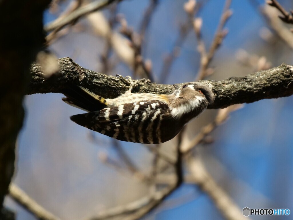 幸せの赤い羽根