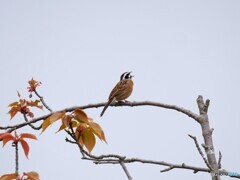 ホオジロ君のさえずり