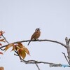 ホオジロ君のさえずり