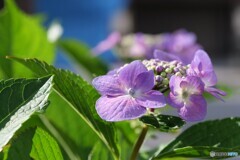 朝陽を浴びる花