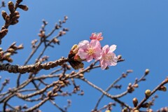 桜前線北上中