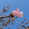 桜前線北上中
