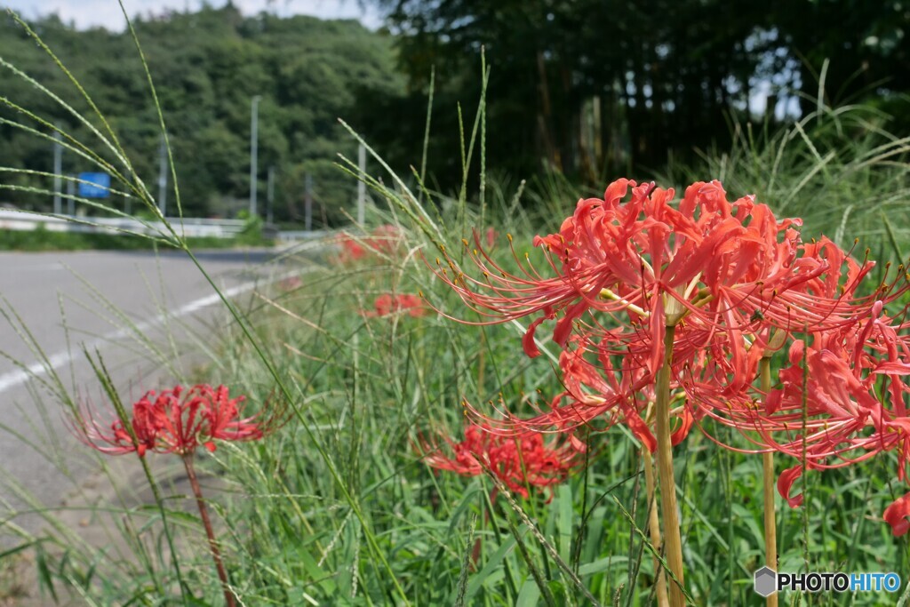 初秋の田舎道