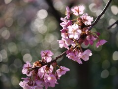 春陽