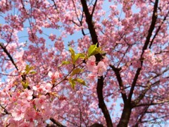 河津桜