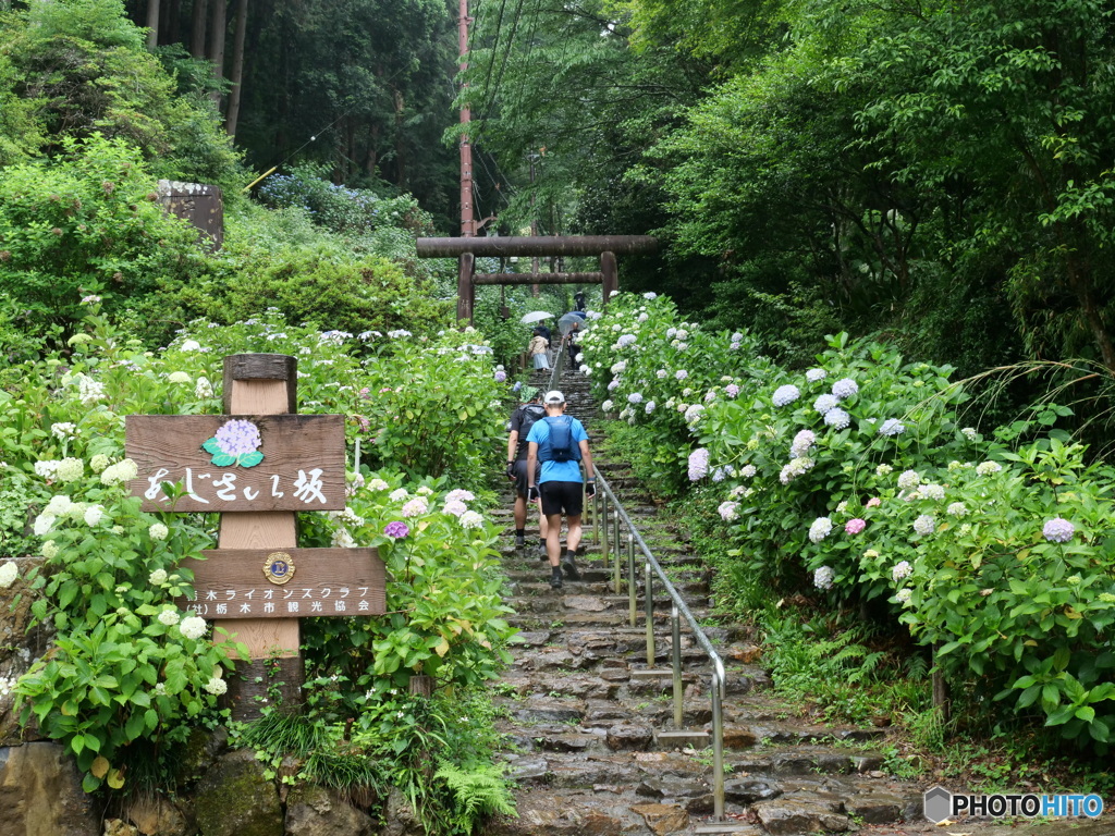 あじさい坂