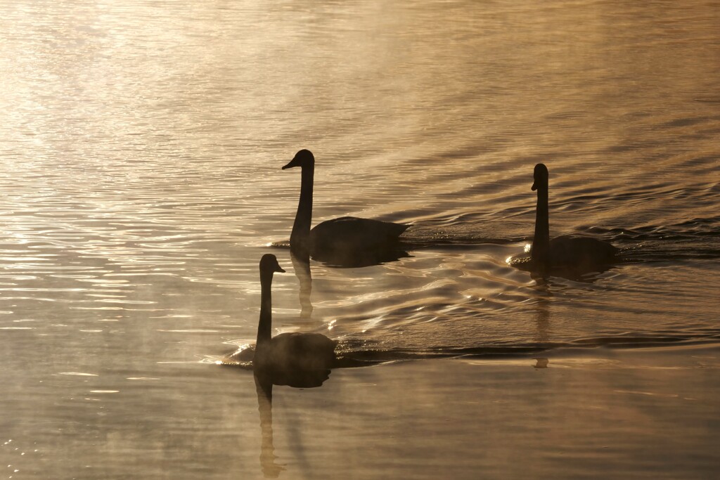 きらめきの中に