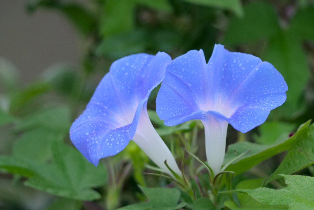 夏の残像