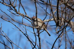 公園の雀
