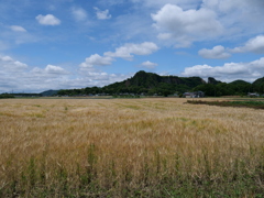 麦畑と岩船山