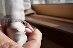 甘噛みではありません