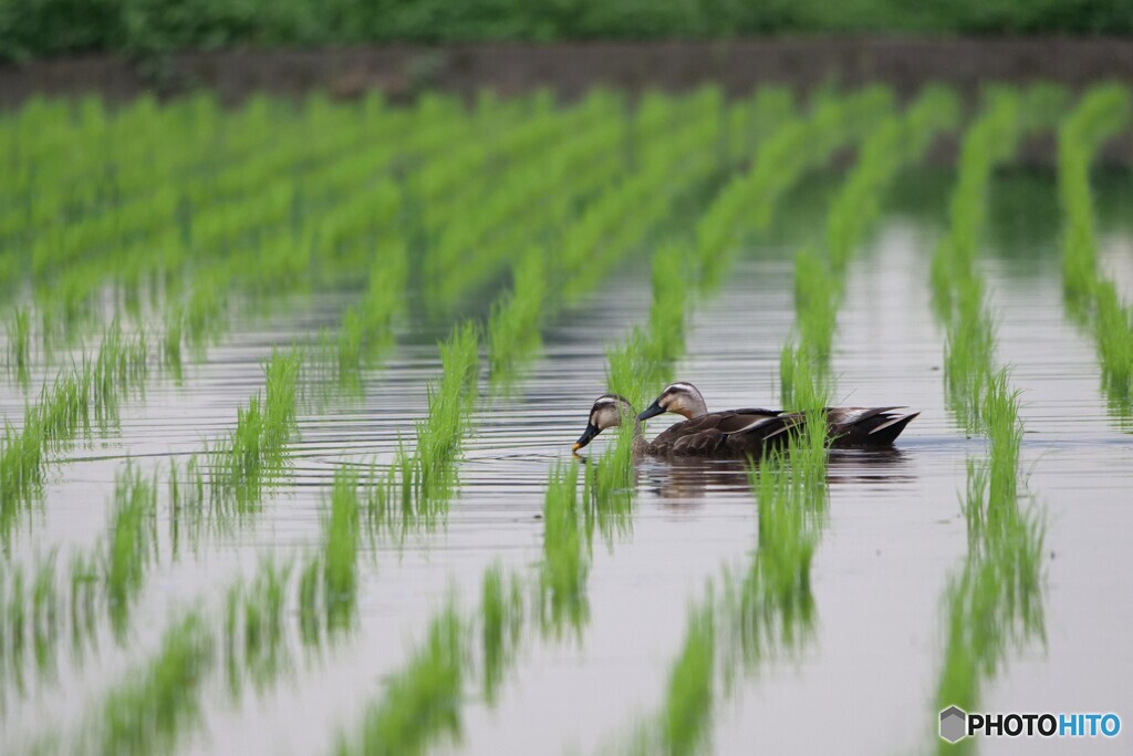 朝の水田