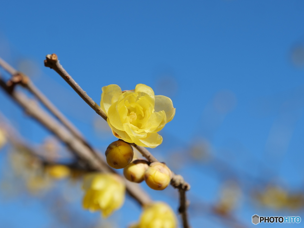 公園の花たち １