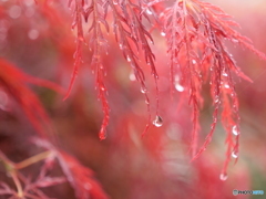 雨上がりの朝に