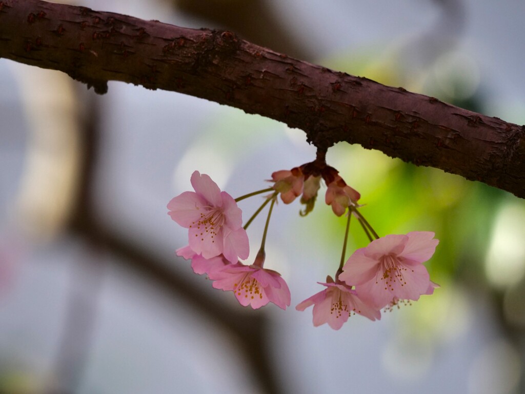 行く桜来る桜 1/2