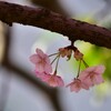 行く桜来る桜 1/2