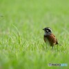 ホオジロ君のガーデン散歩
