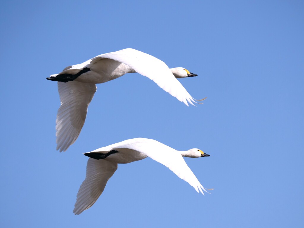 北帰行の始まる季節