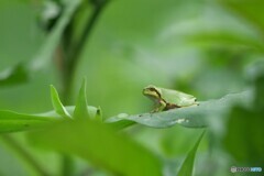 何を見てるのかな