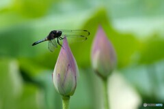 きれいな花 咲くかな