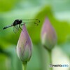 きれいな花 咲くかな
