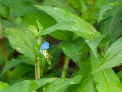 つゆ草とハナアブ