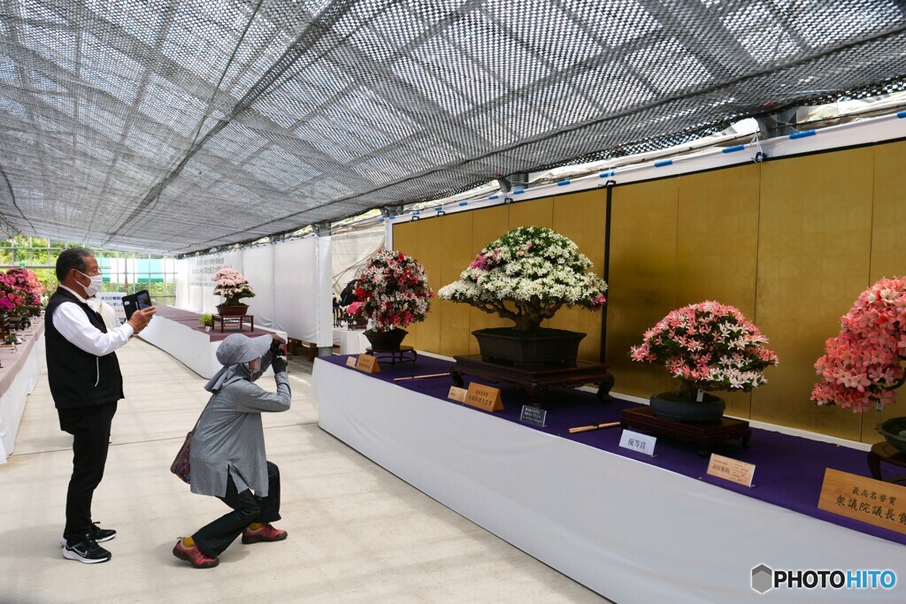 威風堂々とした皐月の盆栽は目立ちますね by check03 （ID：13524205