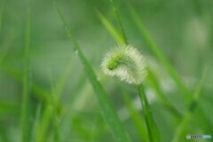 夕立のあと