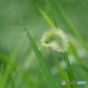 夕立のあと