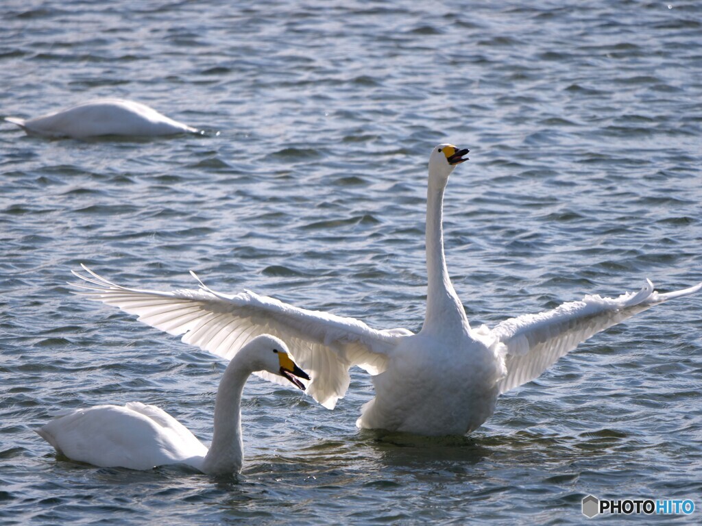 対照的なふたり
