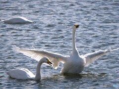 対照的なふたり