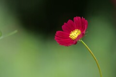赤い花