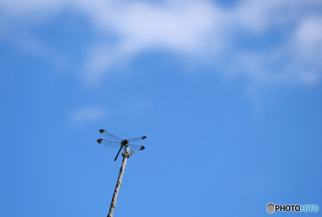 秋空に