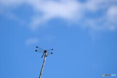 秋空に