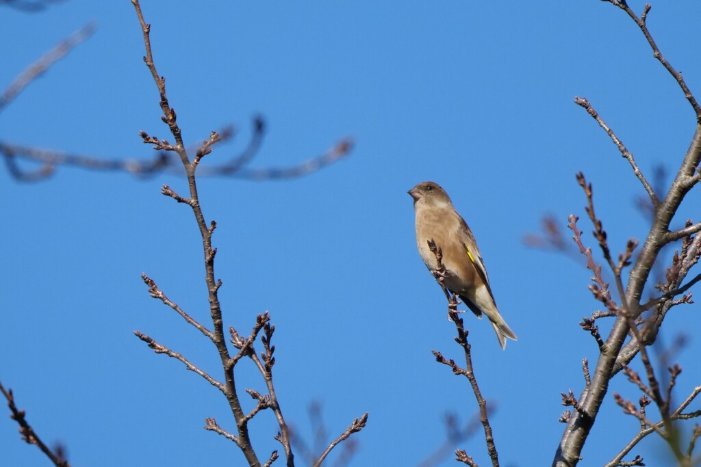 カワラヒワさん