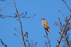 カワラヒワさん