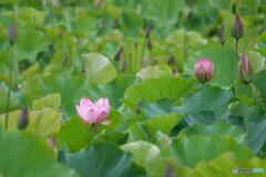 今年もよろしく