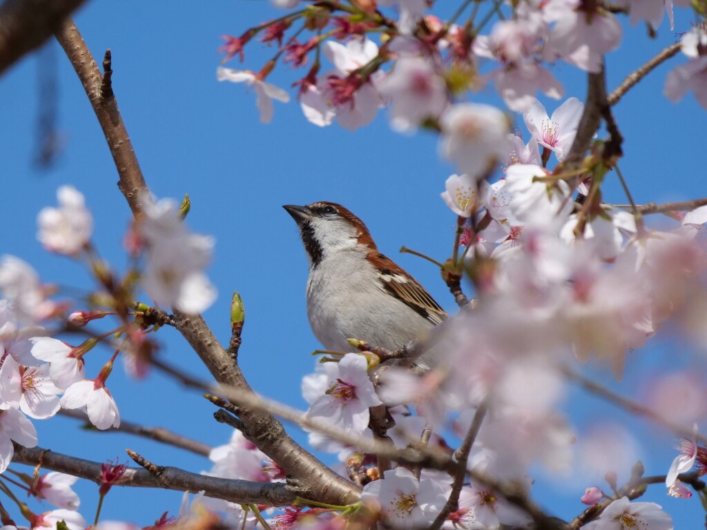 お花見日和