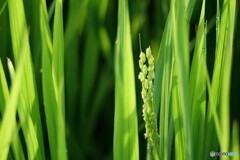 出穂(しゅっすい)