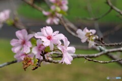 １０月桜