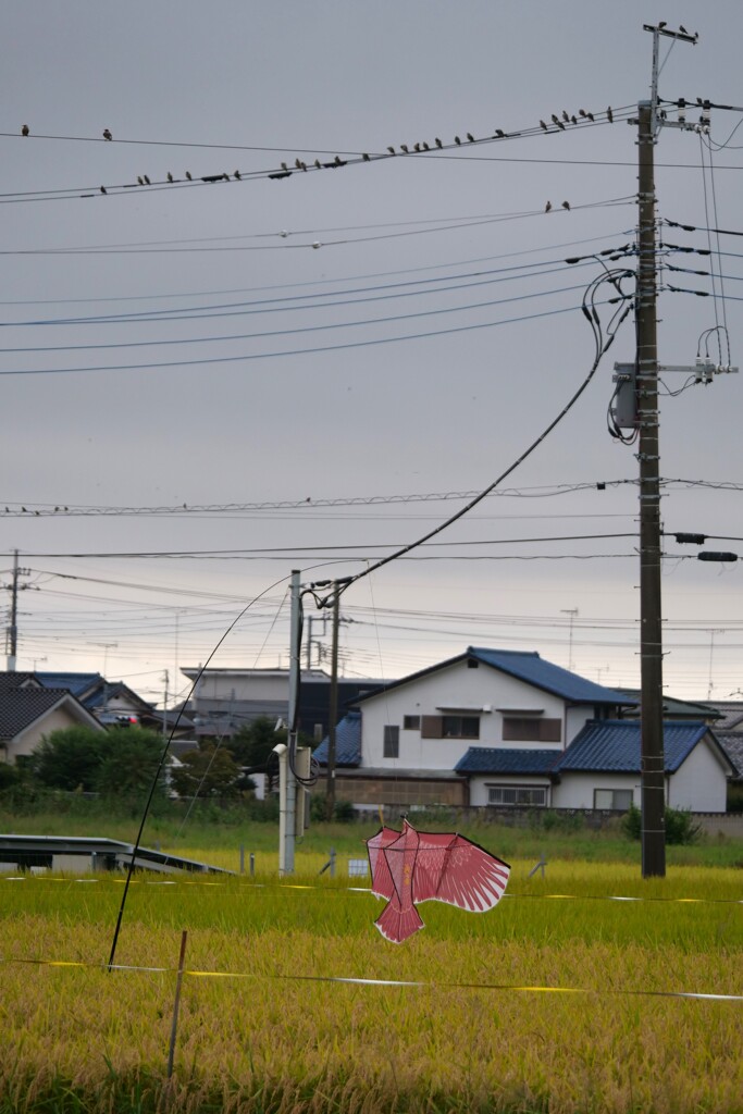 朝散歩にて 28 (守護神)