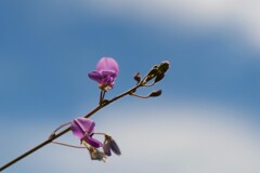 花と蕾