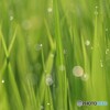 朝の田んぼ