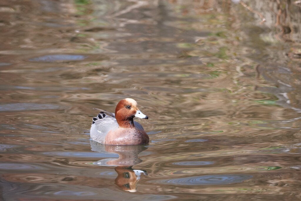 公園の鳥たち 1
