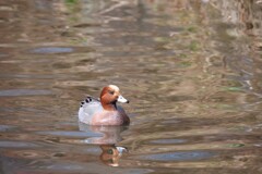 公園の鳥たち 1