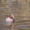 公園の鳥たち 1