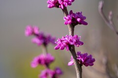 花蘇芳（ハナズオウ）