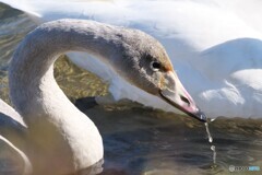 幼鳥