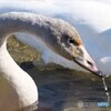 幼鳥